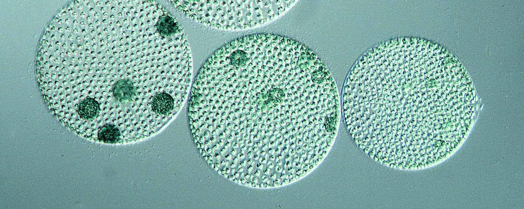 Algenöl in der Nahaufnahme