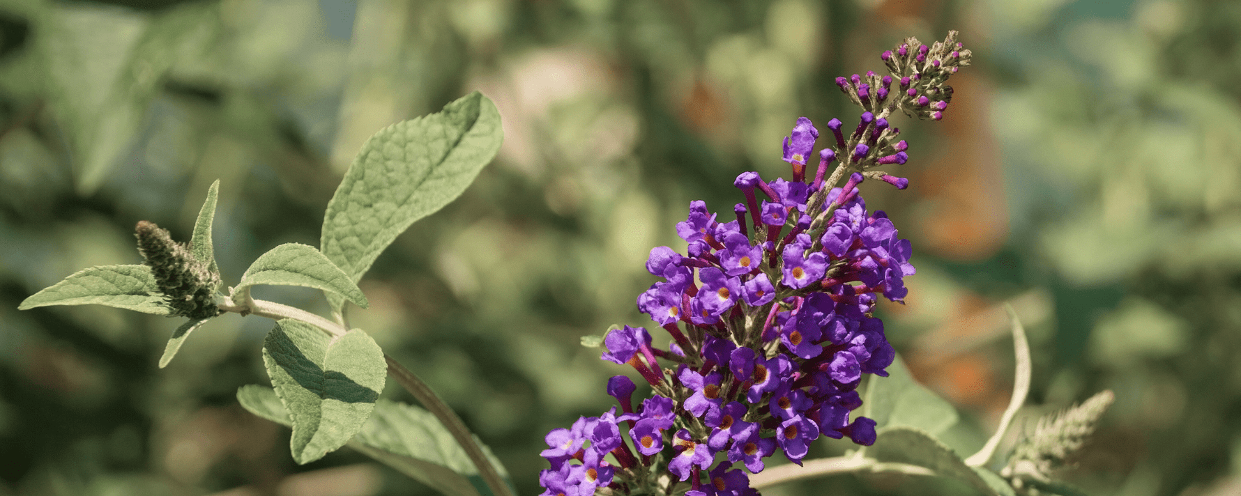 Die Mönchspfeffer Pflanze in der Natur.