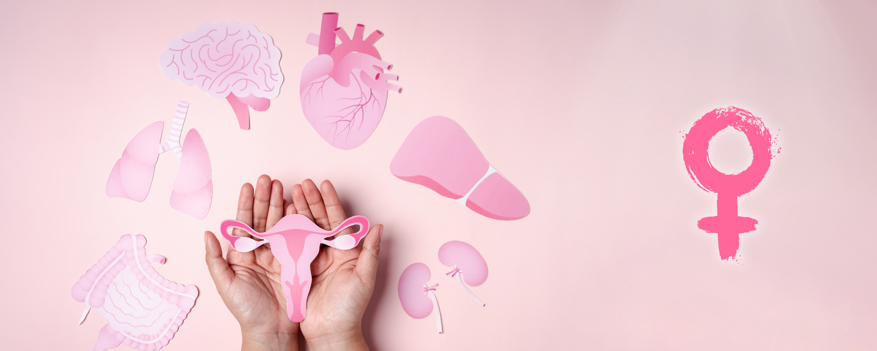 Östrogen Abbildung mit dem weiblichen Intimbereich und verschiedenen Organen, die beeinflusst werden sowie das weibliche Zeichen