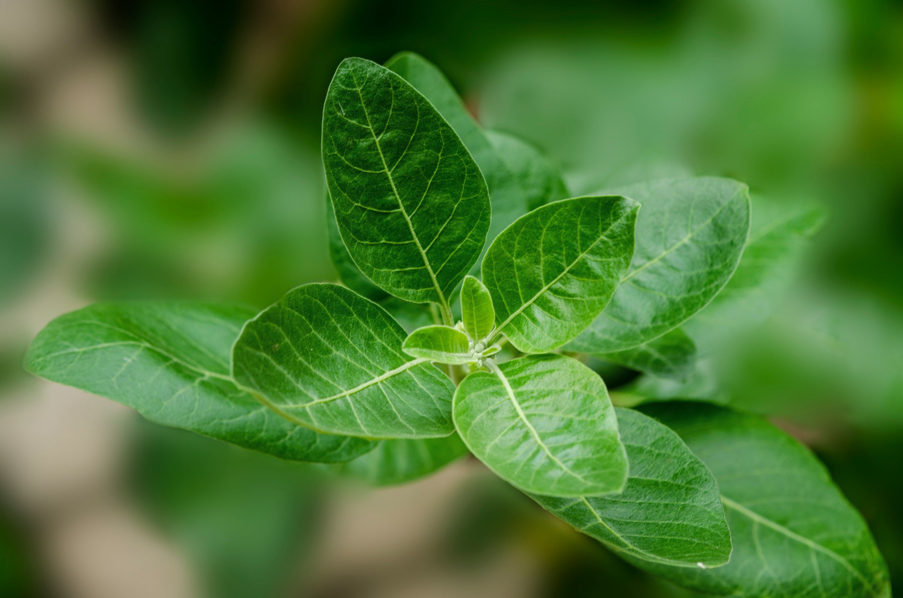 Ashwaganda Blatt