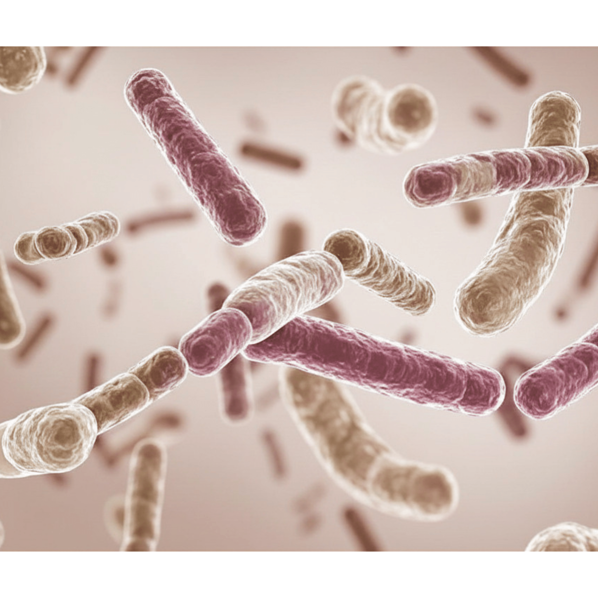 Darmgesundheit & Mikrobiom - H3R LAB